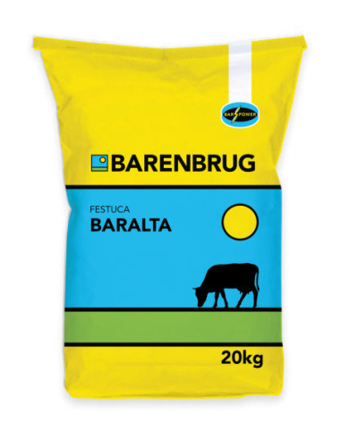 Producto Festuca Baralta Imagen 1