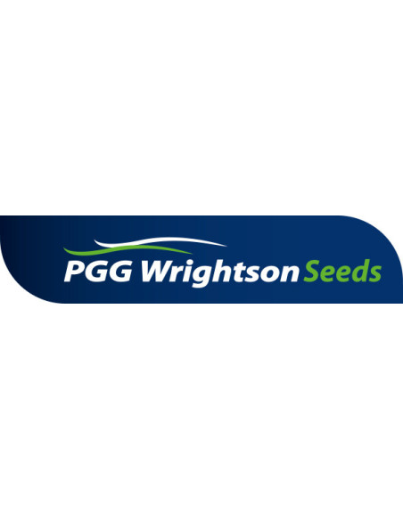 Rye grass Winter Star 3  | Bipolos