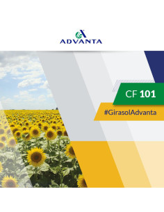 Producto Girasol ADV 101 - Banda 1 - CF Imagen 1 2