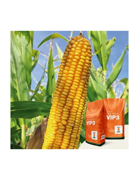 Producto Maiz KWS 16-607 - Banda 1 - VIP Imagen 1
