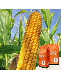 Producto Maiz KWS 13-160 - Banda 2 - VIP Imagen 1