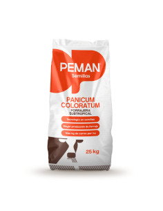 Panicum Coloratum Klein - PEMAN  | Bipolos