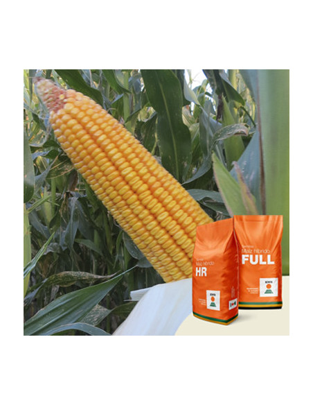 Producto Maiz KM 4321 - Banda 1 - CLRR Imagen 1