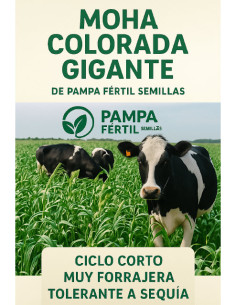 Moha Colorada Gigante Pampa Fertil - PAMPA FERTIL  | Bipolos