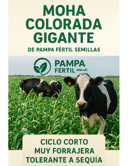 Moha Colorada Gigante Pampa Fertil - PAMPA FERTIL  | Bipolos