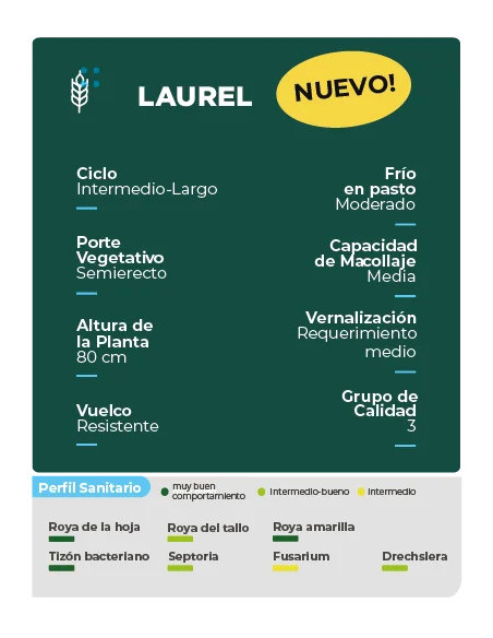 Trigo Laurel HO - 1era Multiplic. - PROMO - HORUS AGRO | Bipolos