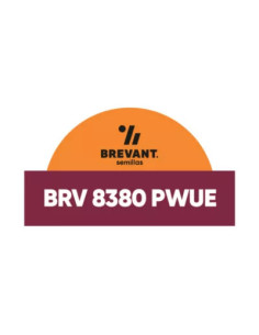 Producto Maiz BRV 8380 - Banda 2 - PWUE Imagen 1