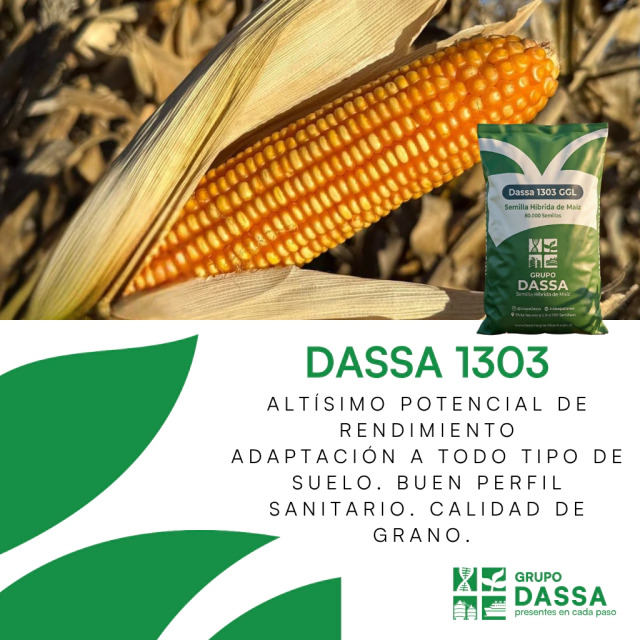 Maiz DASSA 1303 GGL 2