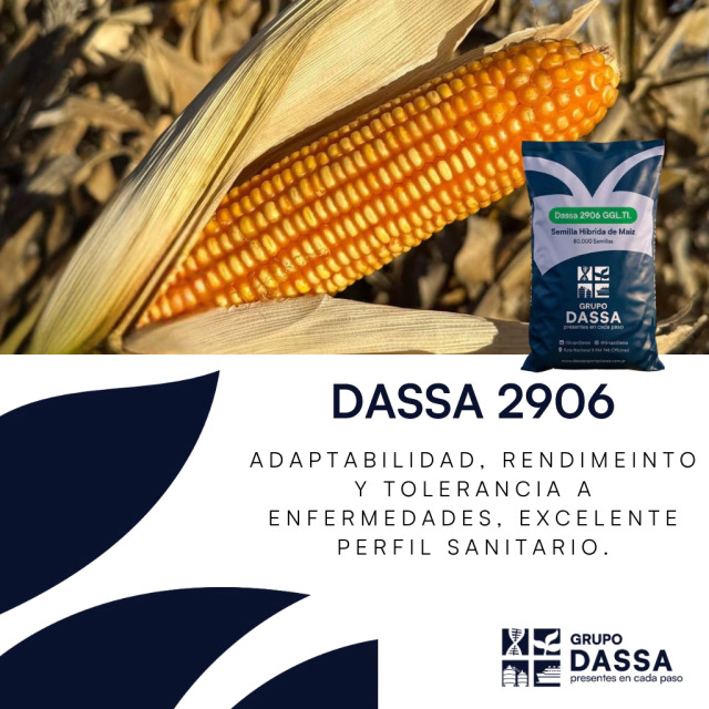 Maiz DASSA 2906 GGL.TI 2
