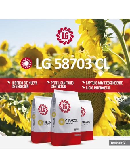 Producto Girasol LG 58703- Banda 2 - CL Imagen 3