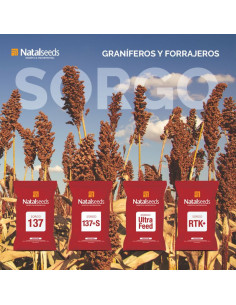 Producto Sorgo 137 Imagen 1 2
