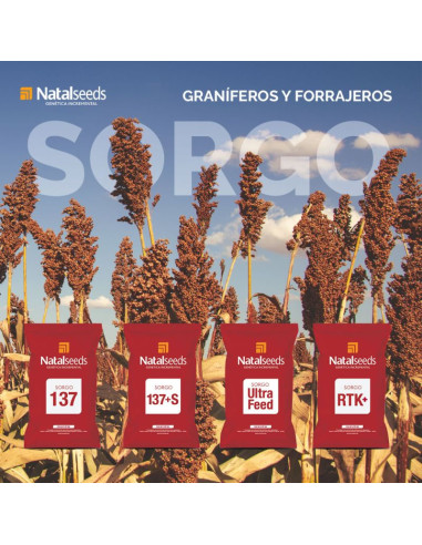 Producto Sorgo 137+S Imagen 2