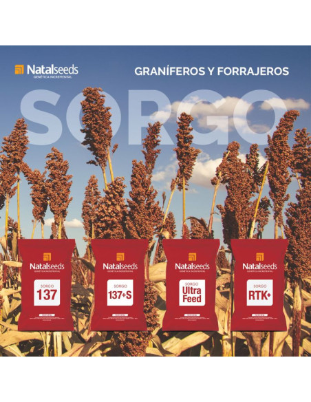 Producto Sorgo 137+S Imagen 2