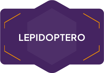 LEPIDOPTERO